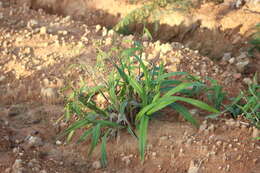 صورة Scleria latifolia Sw.