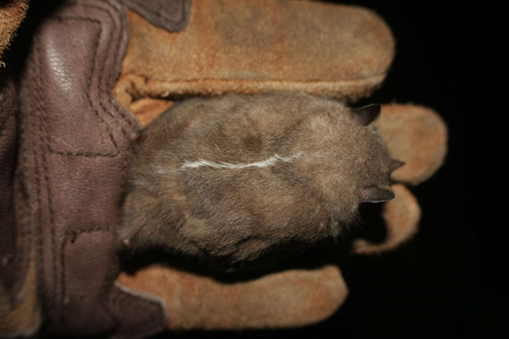 Image of Salvin's Big-eyed Bat