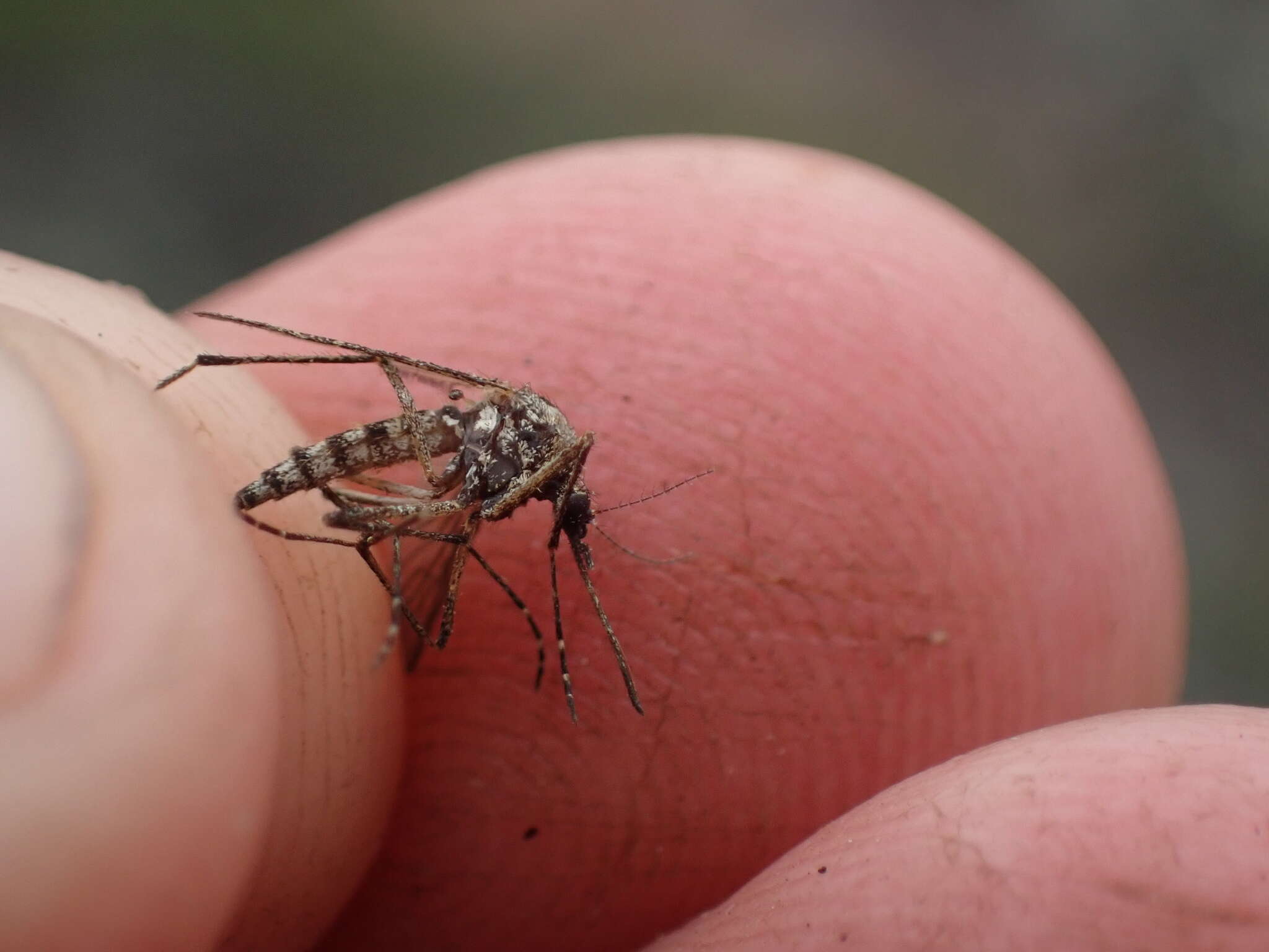 Image de Aedes squamiger (Coquillett 1902)