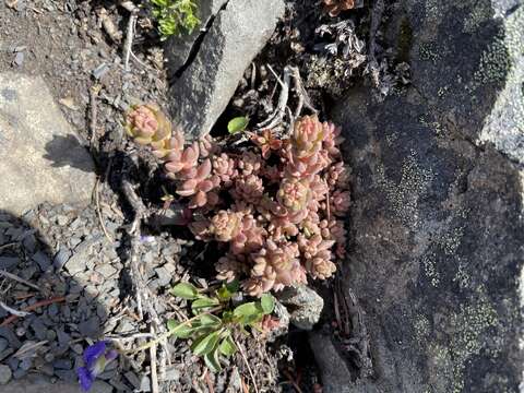 Image de Sedum rupicola G. N. Jones