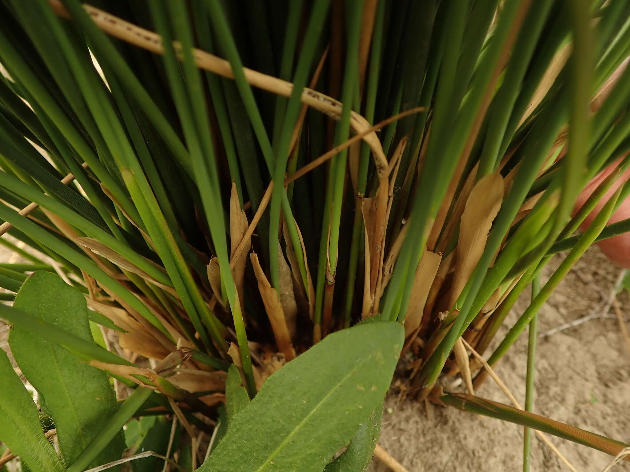 Image of Juncus amabilis Edgar