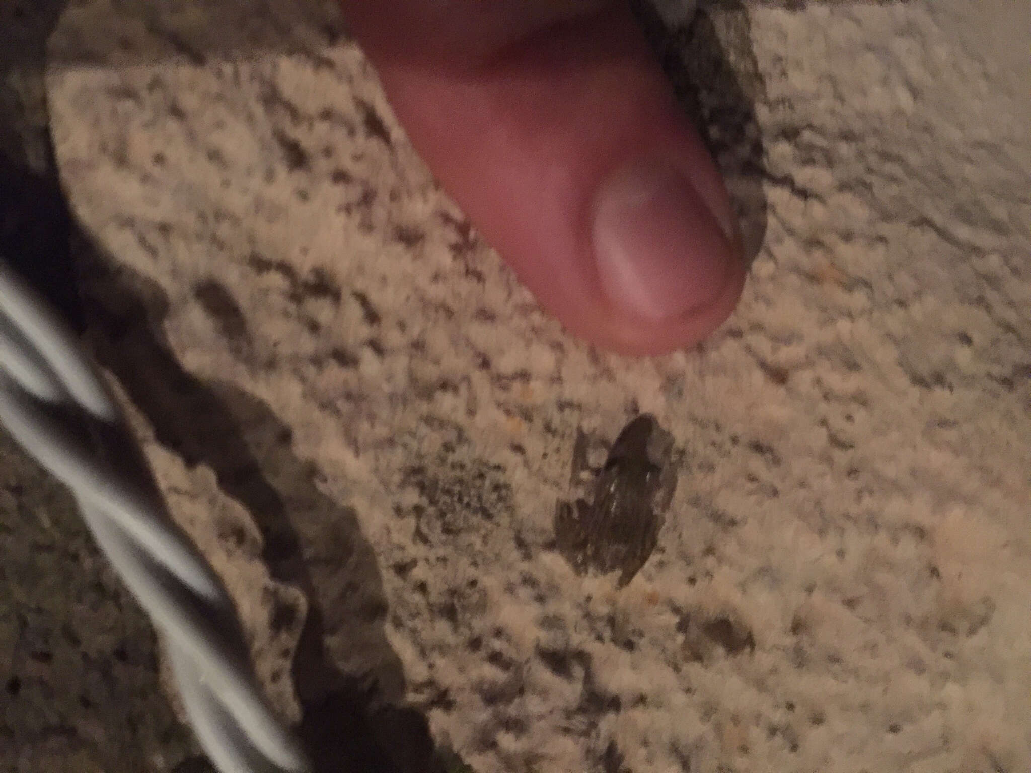 Image of Cliff Chirping Frog