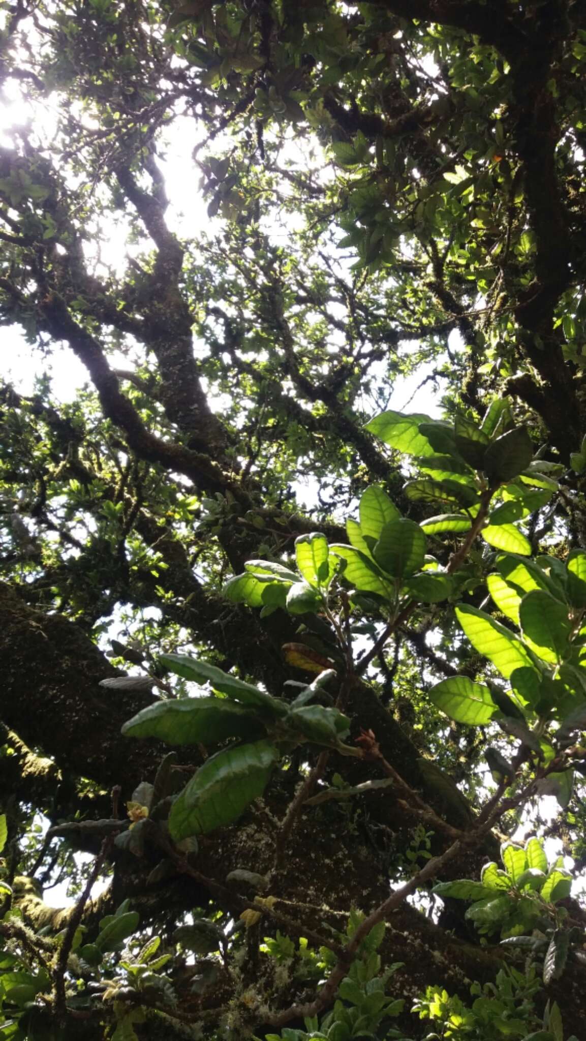 Image of island live oak