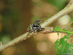 Image of Parnaenus cyanidens (C. L. Koch 1846)