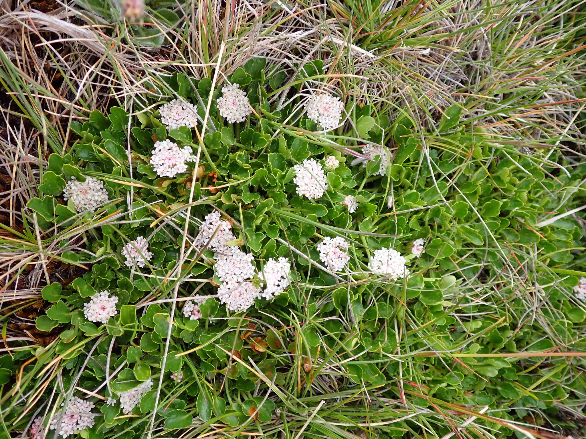 Trachymene humilis (Domin) Benth. resmi