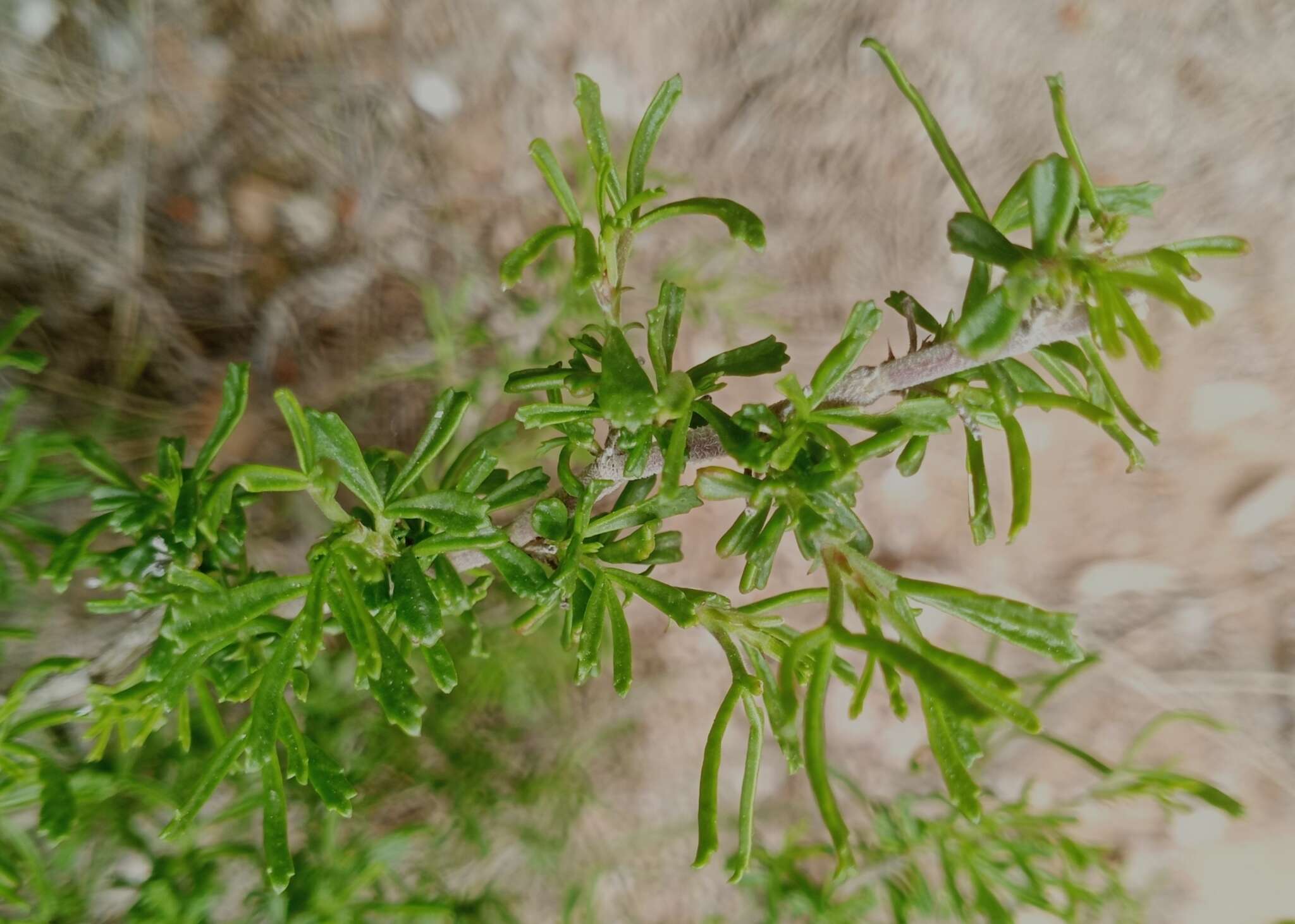 Image of Ononis tridentata L.