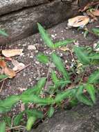 Image of Commelina auriculata Blume