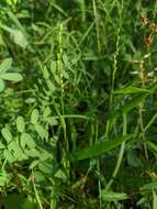 Image of slender rosette grass