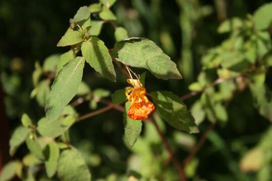 Image of jewelweed