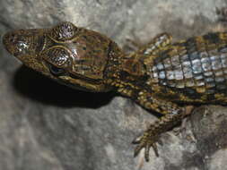 Image of South American Spectacled Caiman