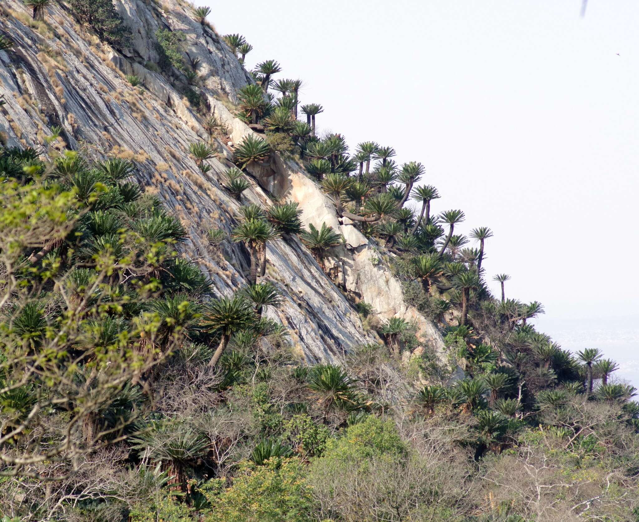 Image of Modjadji Cycad