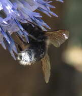 صورة Bombus occidentalis Greene 1858