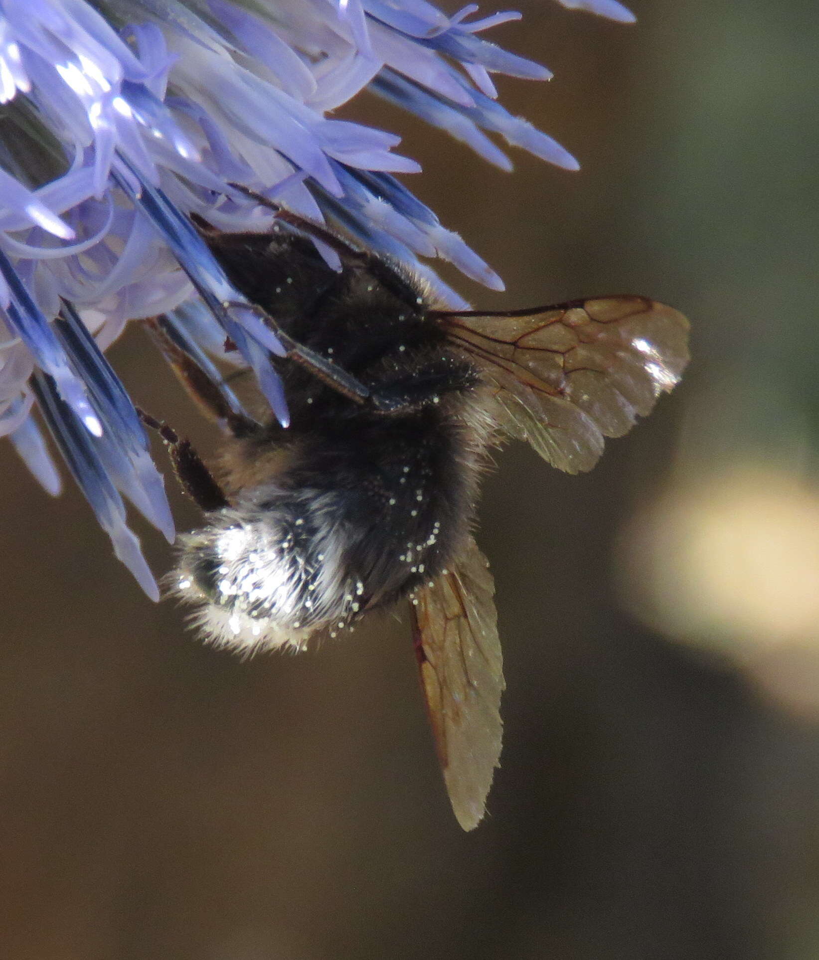 Слика од Bombus occidentalis Greene 1858