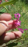 Plancia ëd Clarkia concinna subsp. concinna