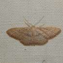 Image of Scopula internataria Walker 1861