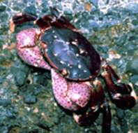 Image of Hemigrapsus nudus