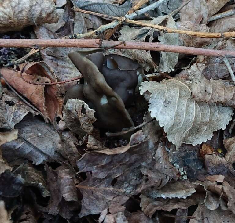 Helvella monachella (Scop.) Fr. 1822 resmi