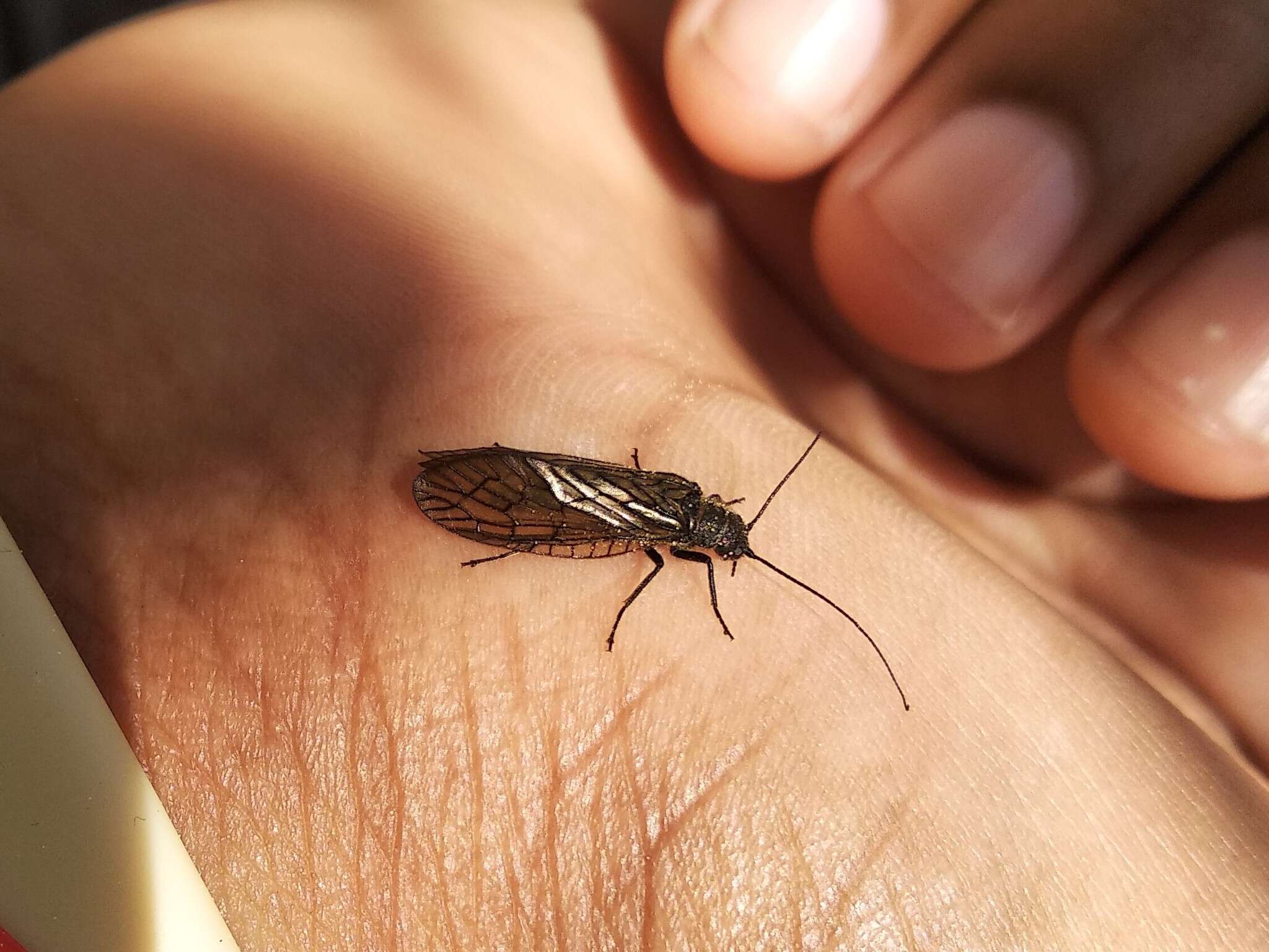 Image of Alderfly