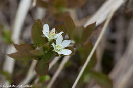 Image de Amelanchier bartramiana (Tausch) M. Roemer