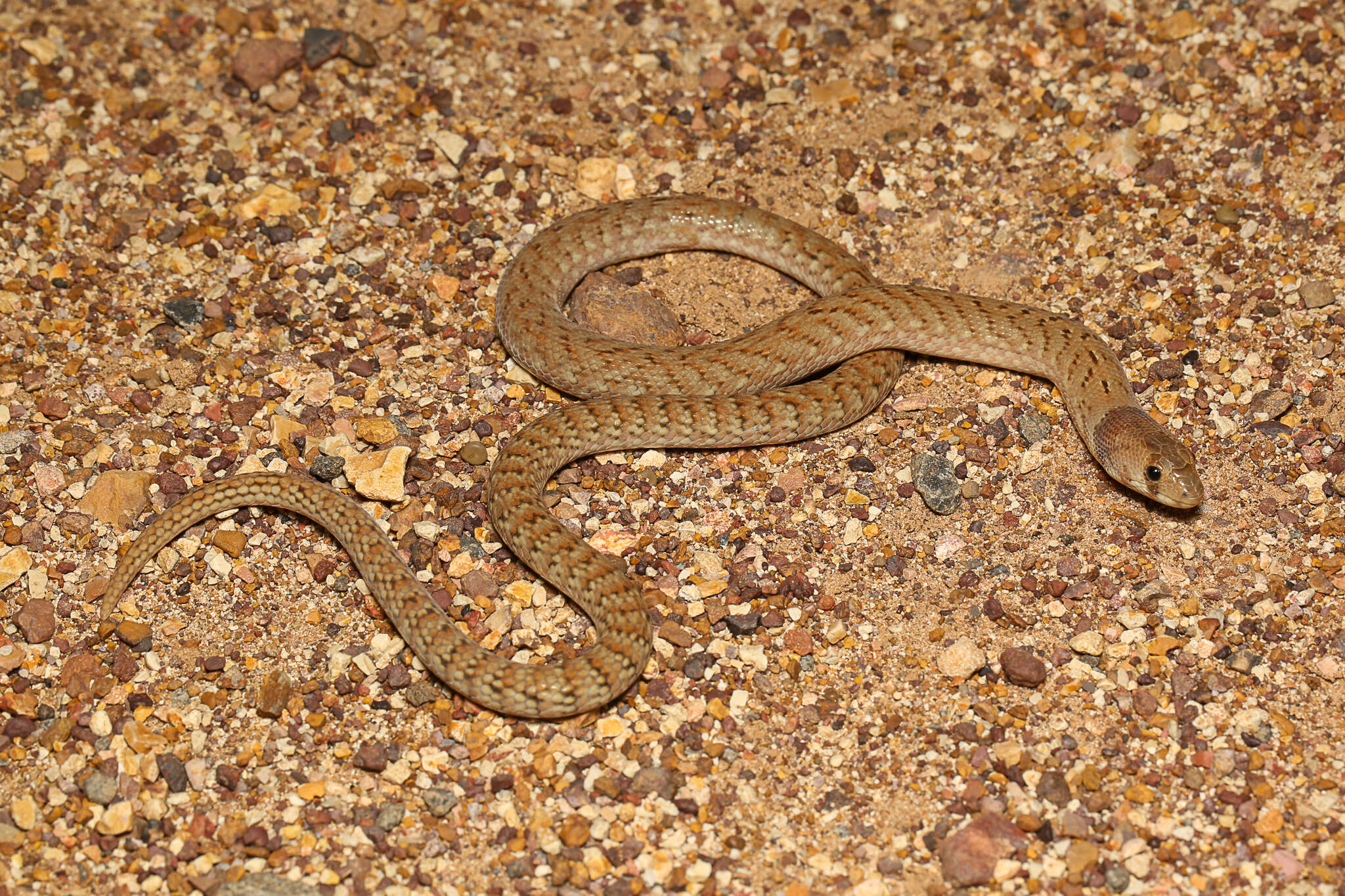 Image of Black-headed Scaly Foot