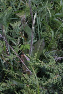 Image of Chaerophyllum aureum L.