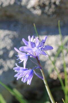 Image de Hyacinthoides paivae S. Ortiz & Rodr. Oubiña