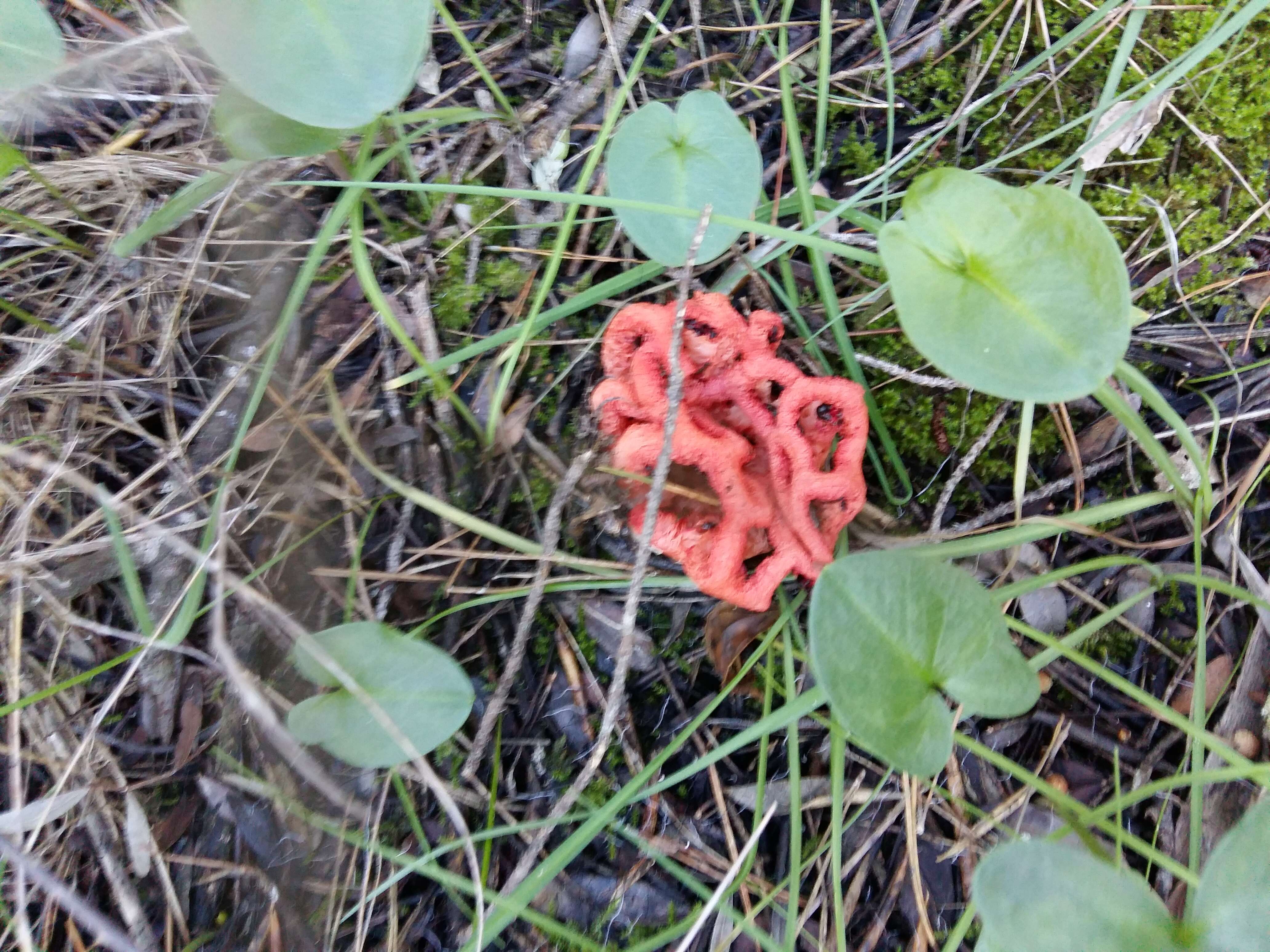 Image of Clathrus ruber P. Micheli ex Pers. 1801