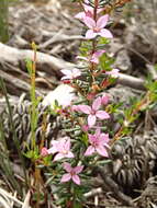 Image of island boronia