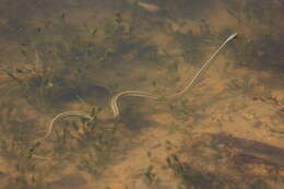 Image of Common Garter Snake