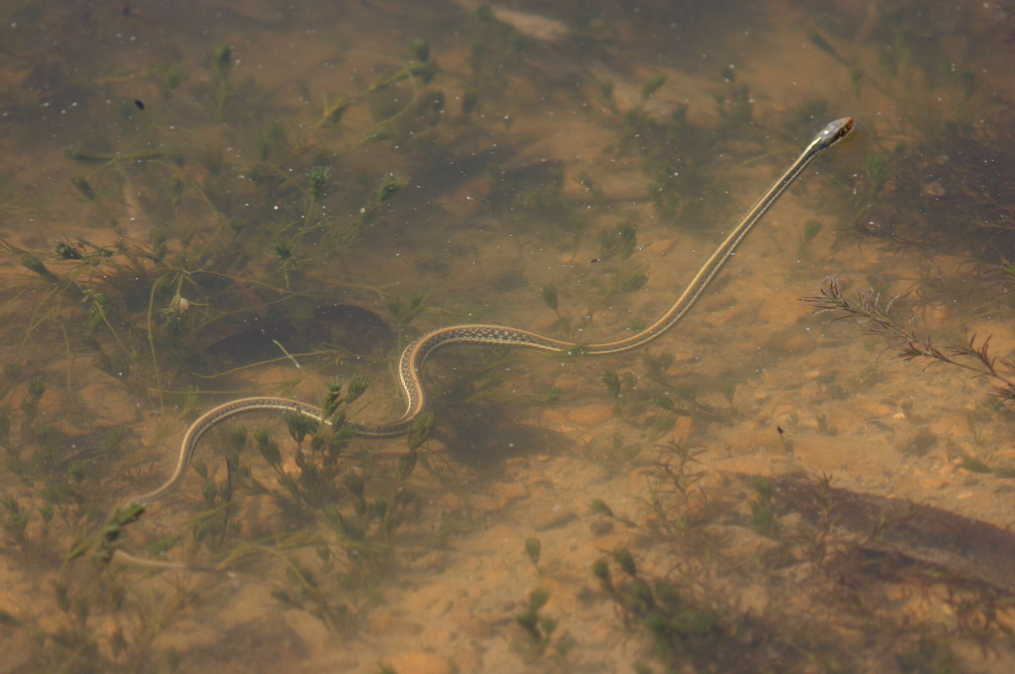 Image of Common Garter Snake