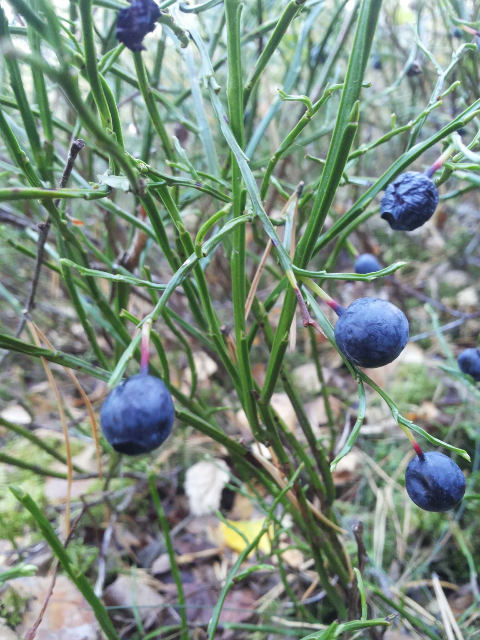 Image of bilberry