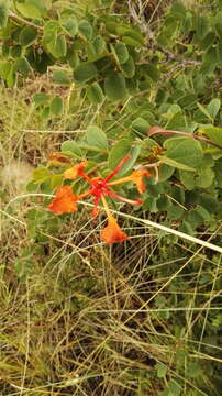 Image of African plume