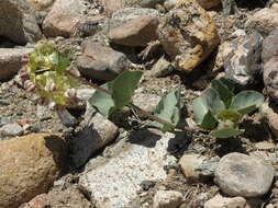 Image of Davis' milkweed