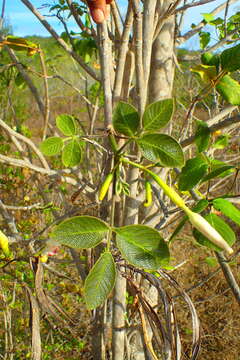 Imagem de Stereospermum longiflorum Capuron