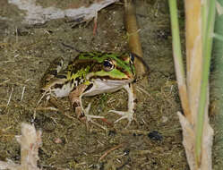 Image of Eurasian Marsh Frog