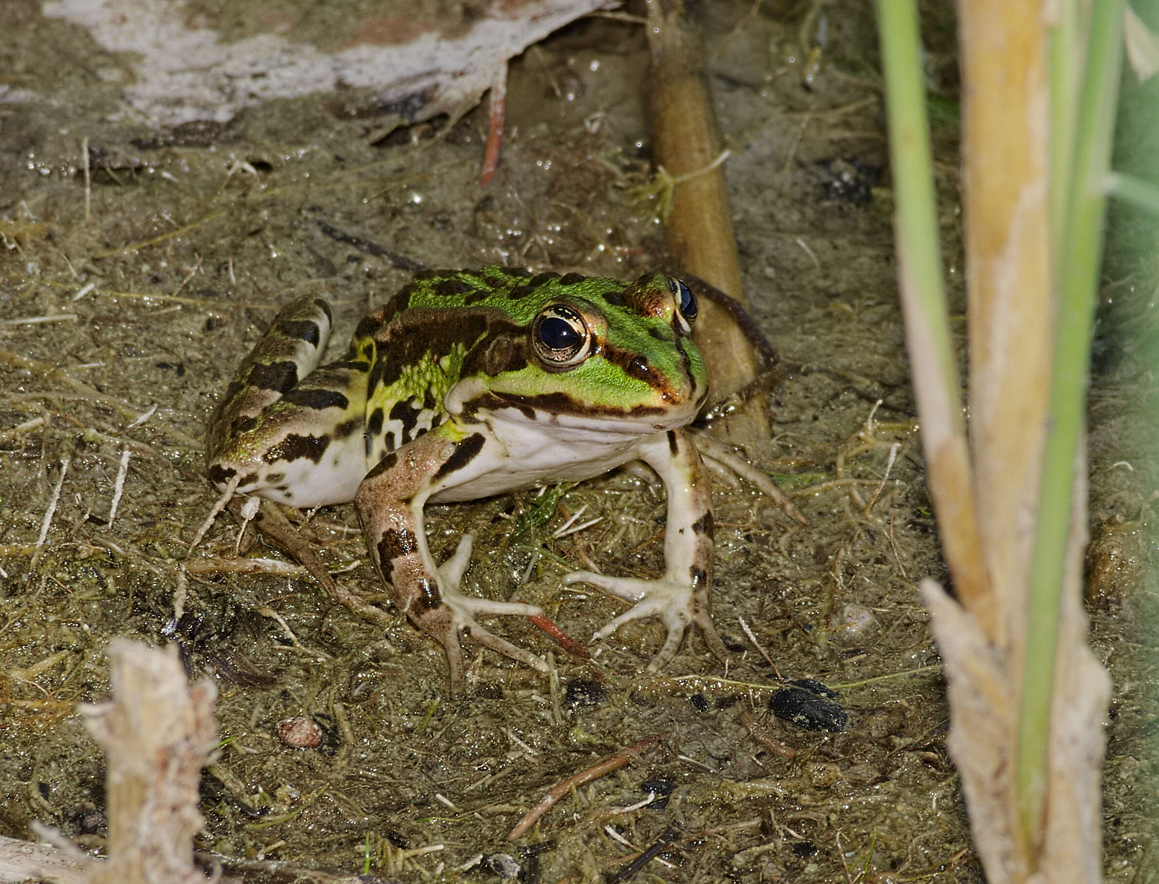 Image of Eurasian Marsh Frog