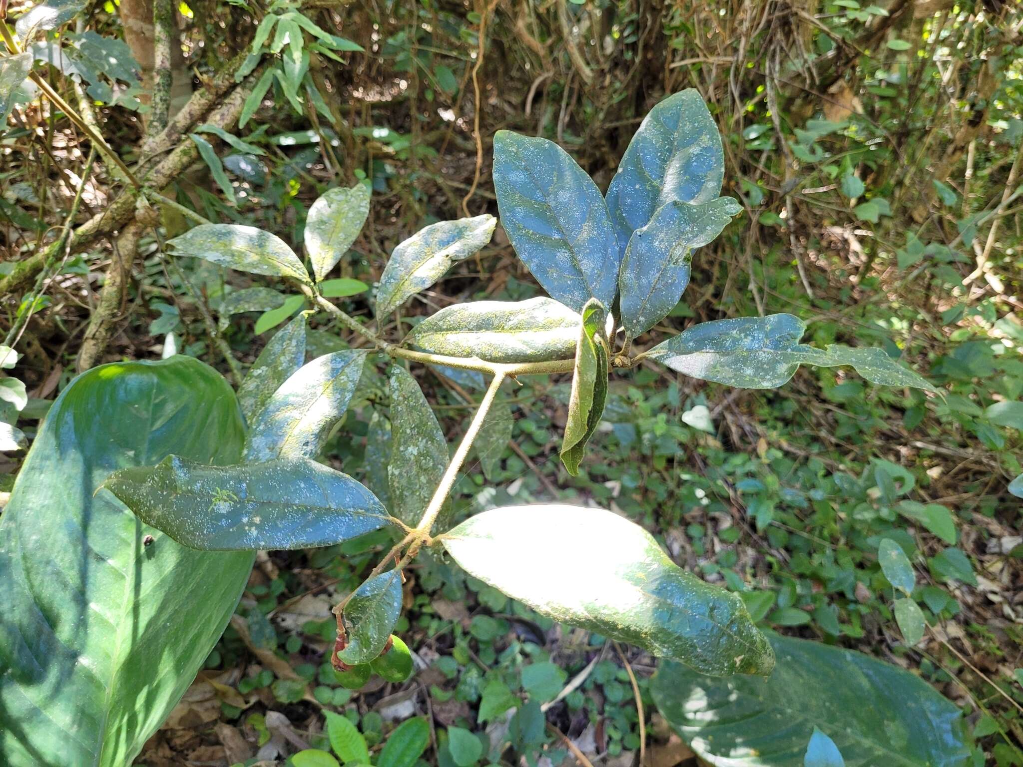 Imagem de Endlicheria paniculata (Spreng.) Macbride