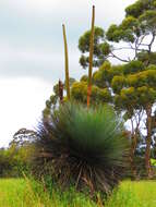 Image of Xanthorrhoea semiplana F. Muell.