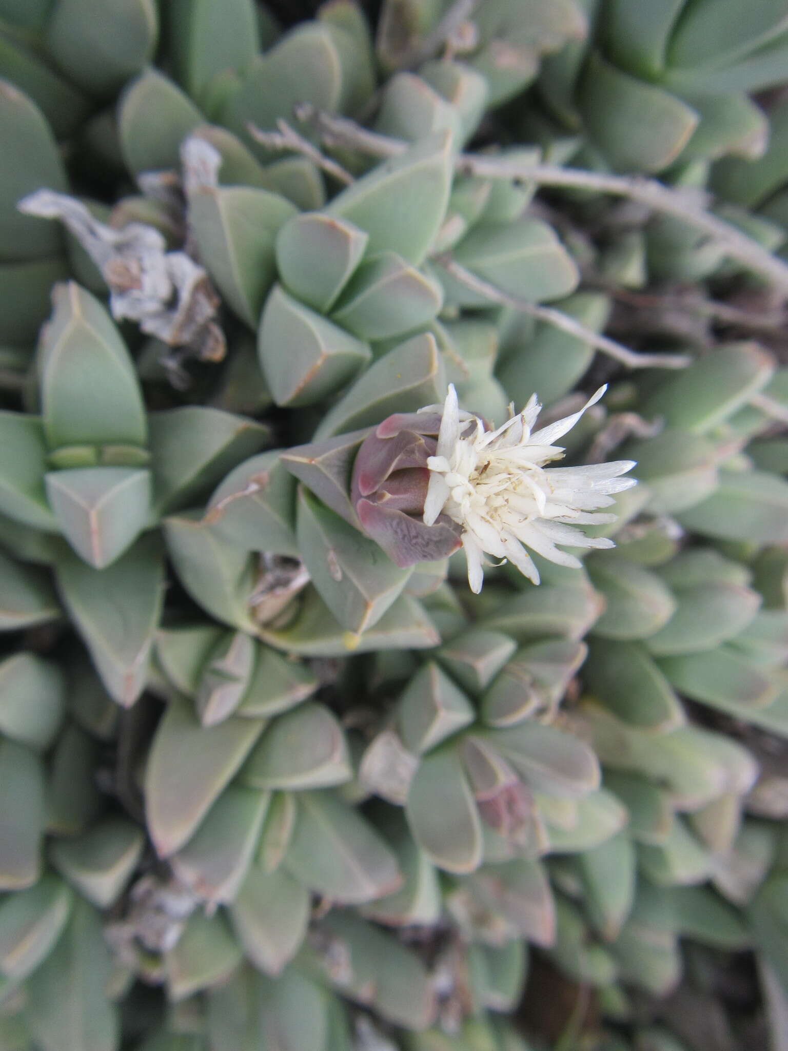 Image of Corpuscularia lehmannii (Eckl. & Zeyh.) Schwant.