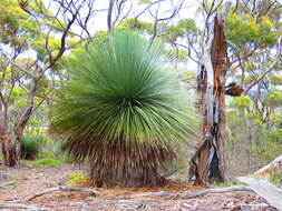 Image of Xanthorrhoea semiplana F. Muell.