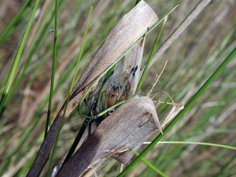 Слика од Cheiracanthium punctorium (Villers 1789)