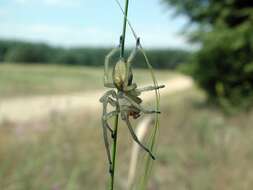 Слика од Cheiracanthium punctorium (Villers 1789)