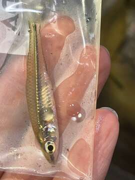 Image of Tawny hardyhead