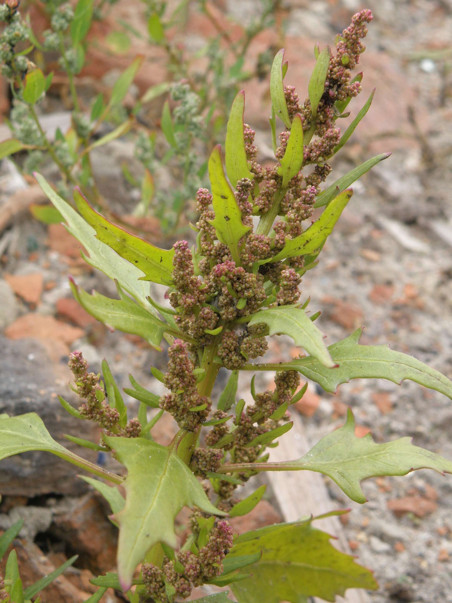 Image of Red Goosefoot