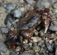 Image of Hemigrapsus nudus