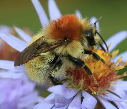 Image of Bombus muscorum (Linnaeus 1758)