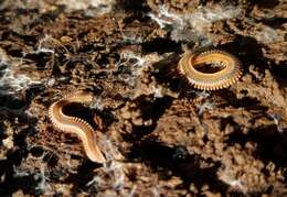 Image of Brachycybe rosea Murray 1877