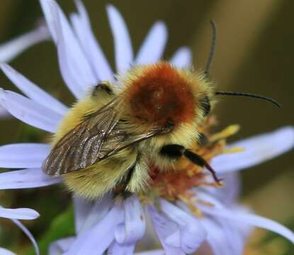 Image of Bombus muscorum (Linnaeus 1758)