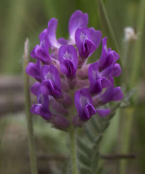 Image of Fassett's locoweed