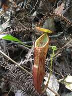 Image of Nepenthes gymnamphora Nees